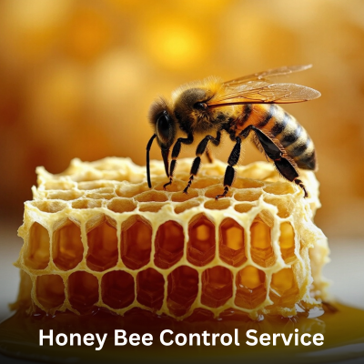 Honey Bee Control Service